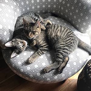 Casler - kitty pile